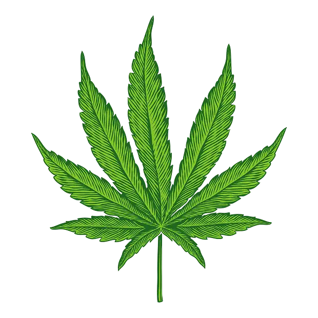 Cannabis